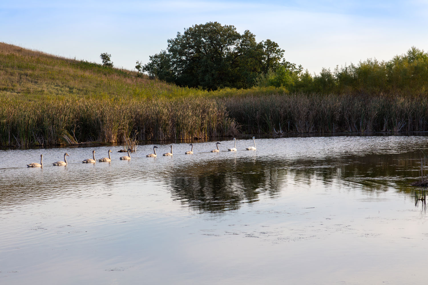 Minnesota Wetland Nature Art - Eleven white Trumpeter swans swimming across calm Minnesota wetland water at sunset