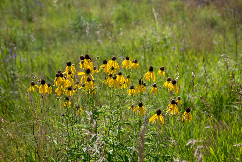 Prairie Yellow Coneflowers - Minnesota Yellow Coneflower Art - 1.25" Canvas or Paper Print