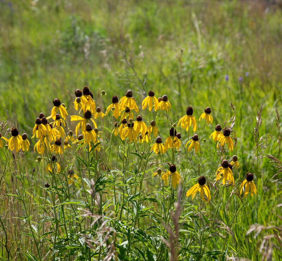 Prairie Yellow Coneflowers - Minnesota Yellow Coneflower Art - 1.25" Canvas or Paper Print