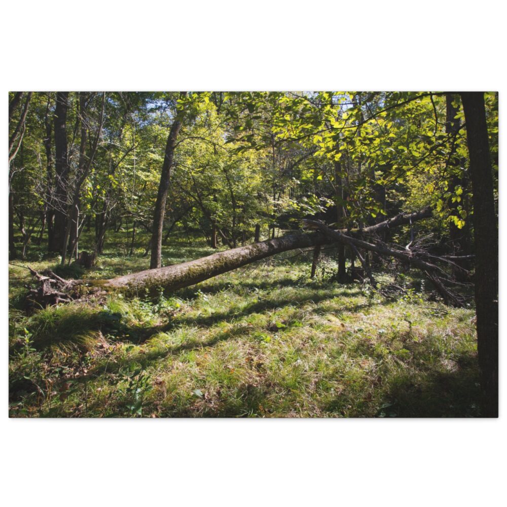 A fallen tree on the forest floor at Ramsey Park, Redwood Falls, Minnesota — dappled sunlight, mossy roots, and lush green undergrowth in one of southwestern Minnesota's most scenic natural areas.