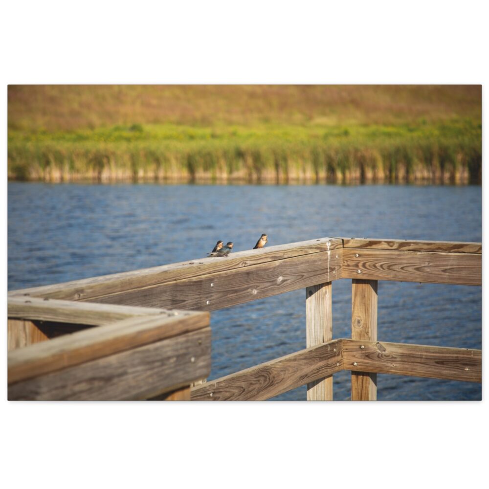 Barn Swallows on the Dock - Wolf Lake Wildlife Print