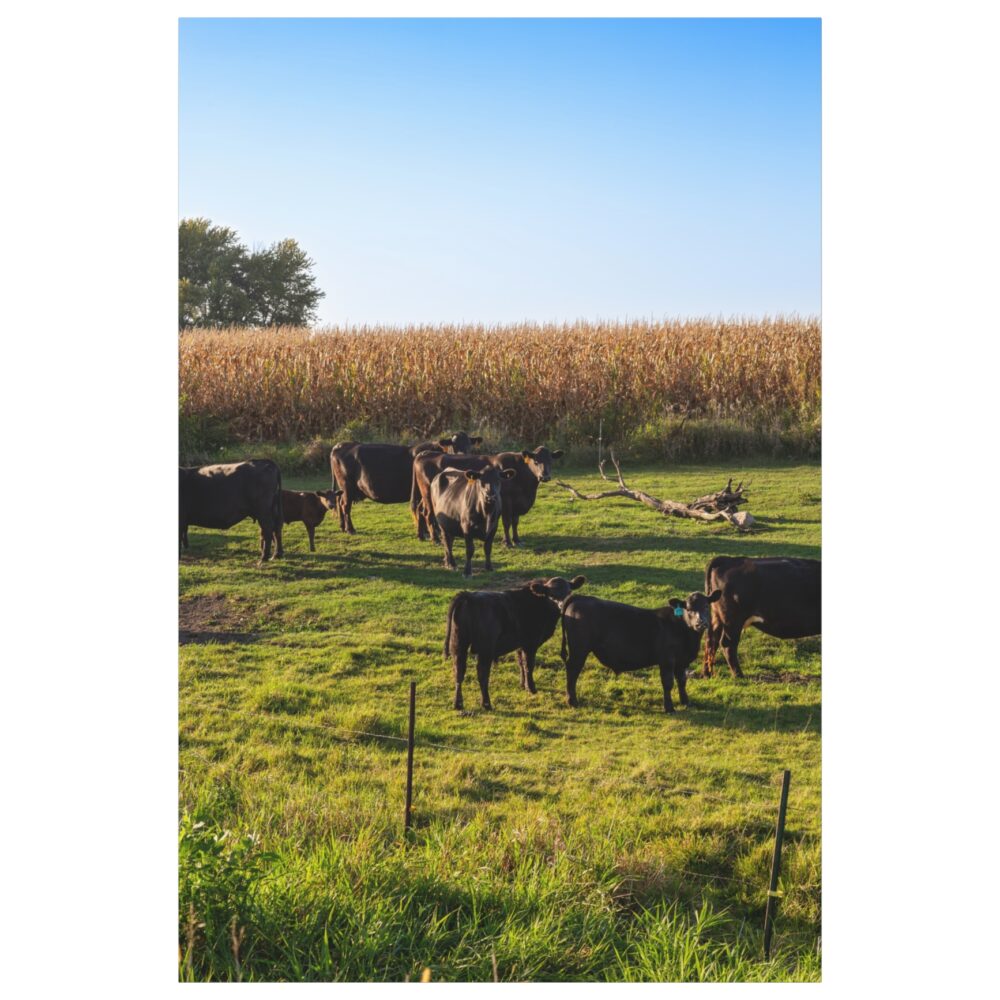 Black Angus cattle in green pasture beside mature cornfield, rural Cottonwood County, southwestern Minnesota.