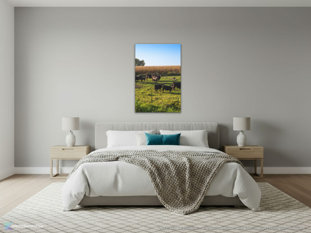 Black Angus Cattle Cottonwood County Minnesota Farm Print hanging in bedroom
