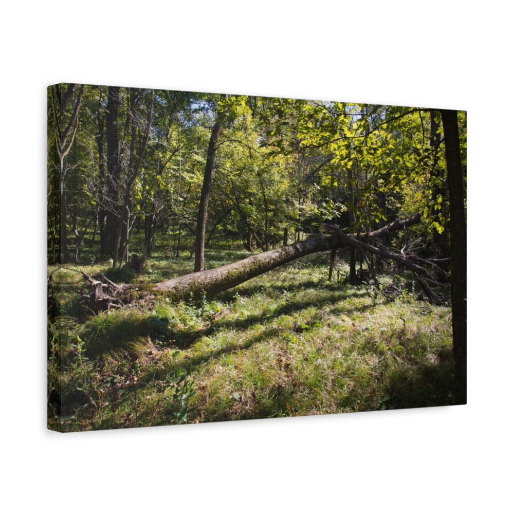 Canvas sideview of Fallen Tree in Ramsey Park Forest Print