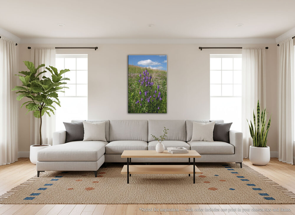 Hoary Vervain Spires canvas print hanging in living room