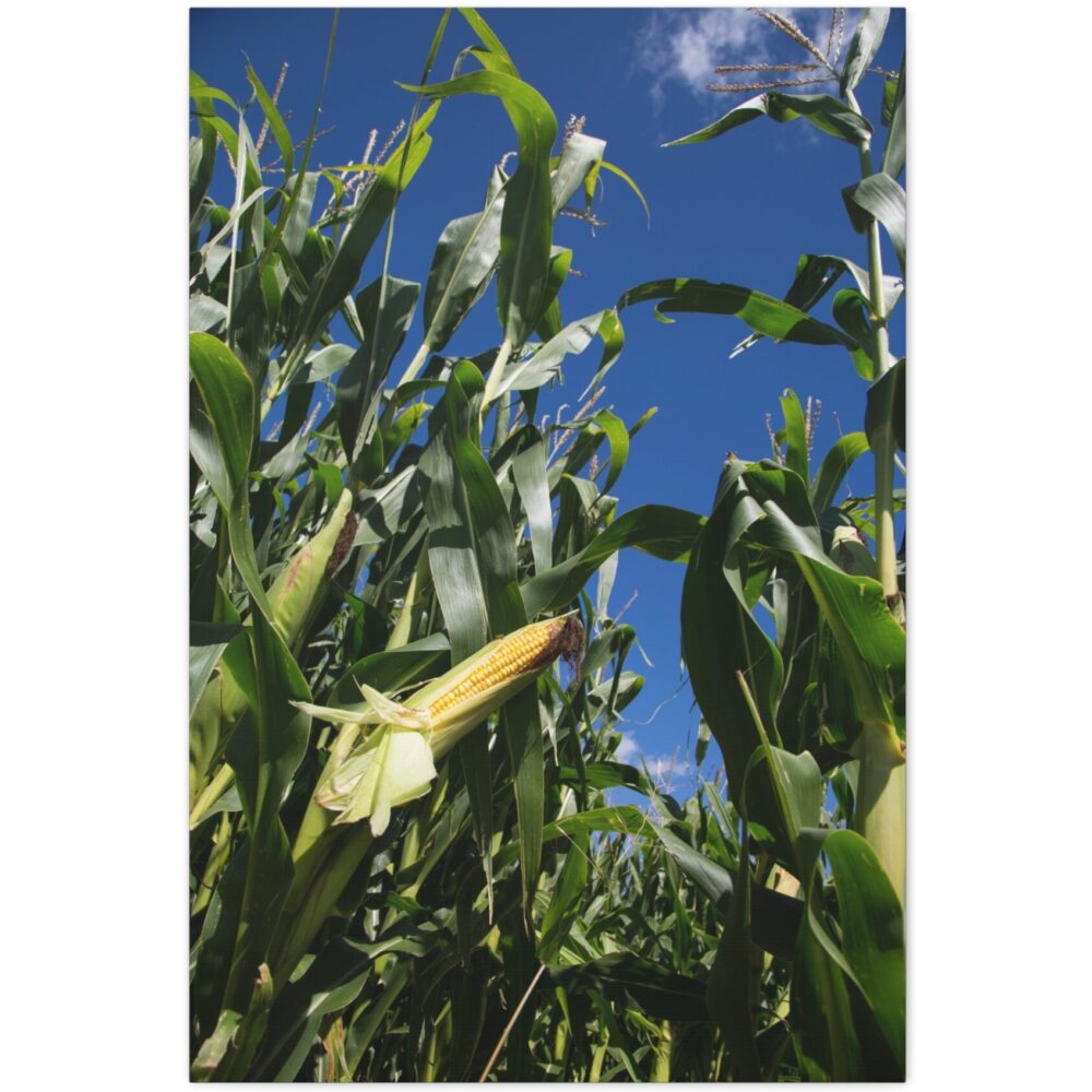 Looking up through corn stalks with opened ear of corn against blue sky, Cottonwood County, southwestern Minnesota.
