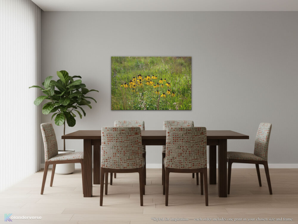 Yellow Coneflower - Native Prairie Wildflower Canvas Print hanging on a neutral colored wall above table in dining room.