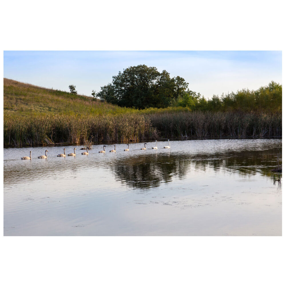 Trumpeter Swan family with nine cygnets swimming on calm Minnesota lake at sunset.