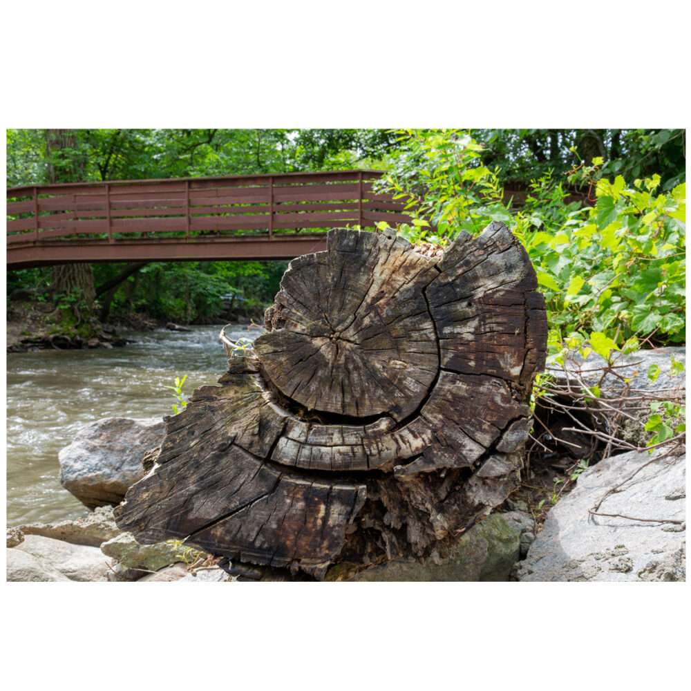 Tree Cross Section Ancient Rings - Weathered Tree Log, Ramsey Park Minnesota Print