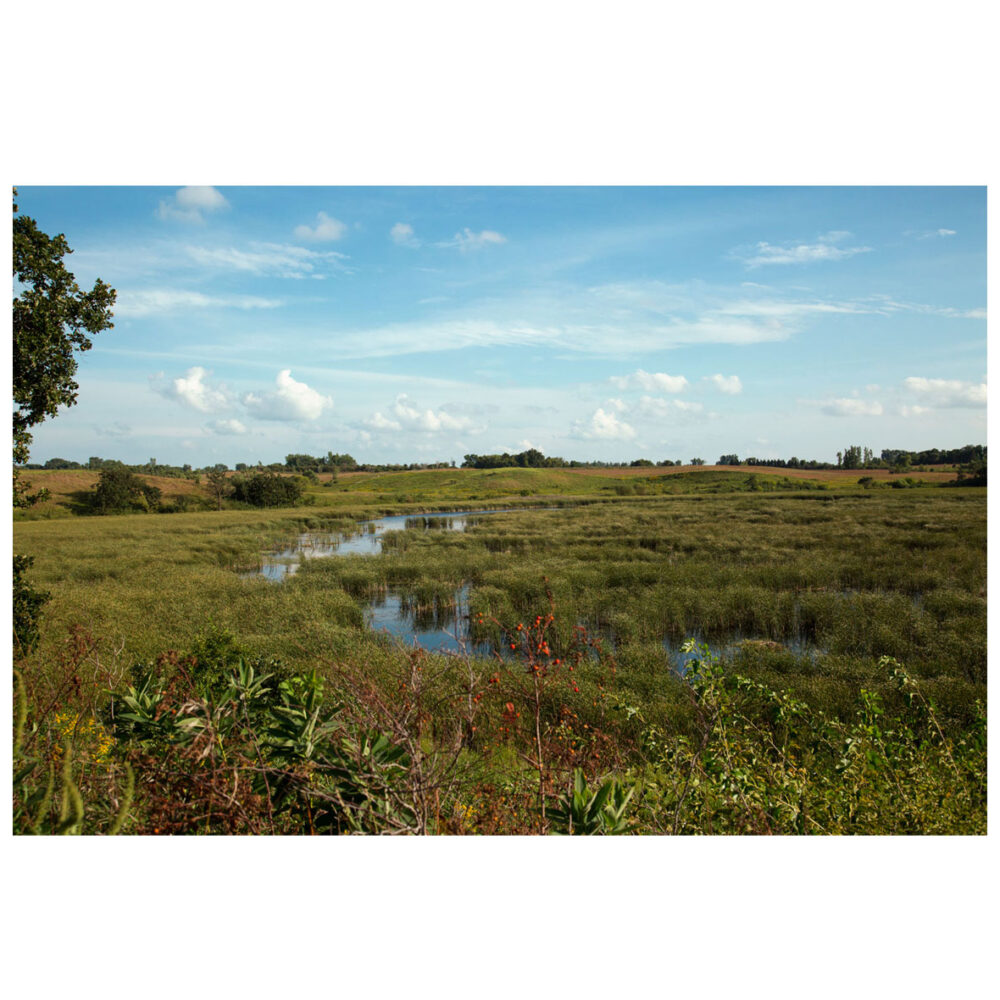 A quiet beautiful summer day in the prairie wetlands with vibrant lush greens and an endless blue sky.