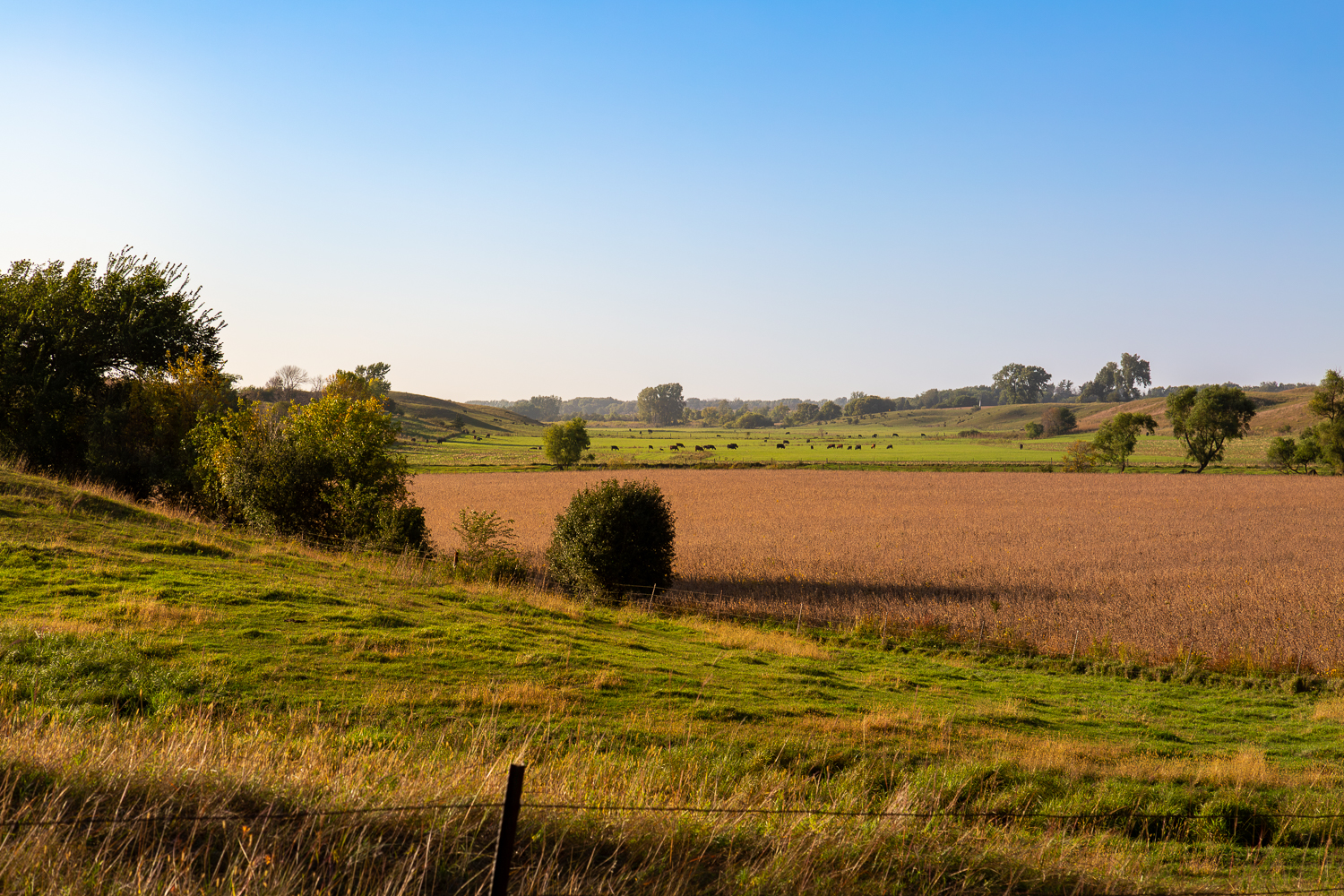 Rolling prairie farmland in rural Minnesota with golden fields and distant pasture at sunset