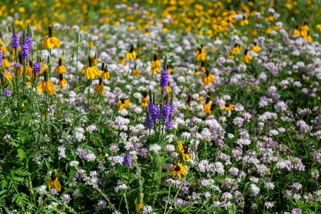 Wildflowers in a meadow - purple, yellow, and white flowers