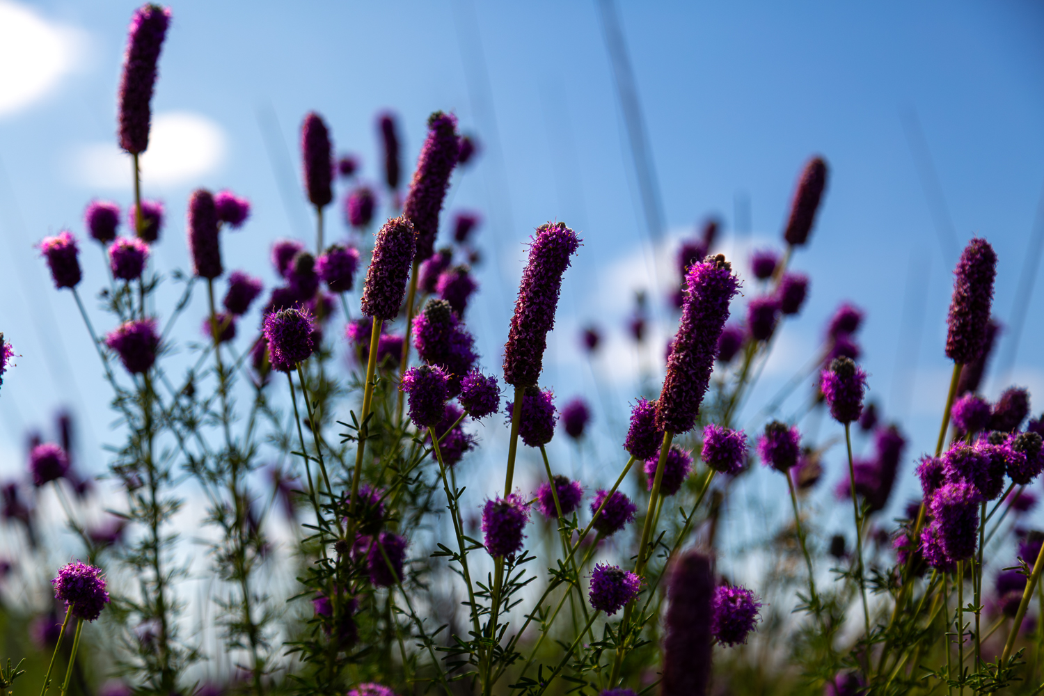 Purple prairie clover wildflowers photographed in rural Minnesota against a blue sky