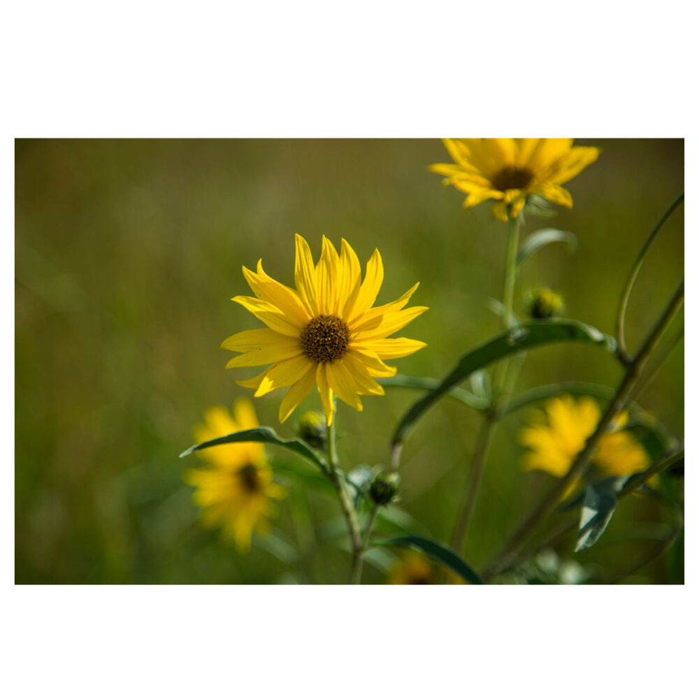 Close-up of a vibrant yellow Maximilian sunflower blooming in a Minnesota prairie at golden hour.