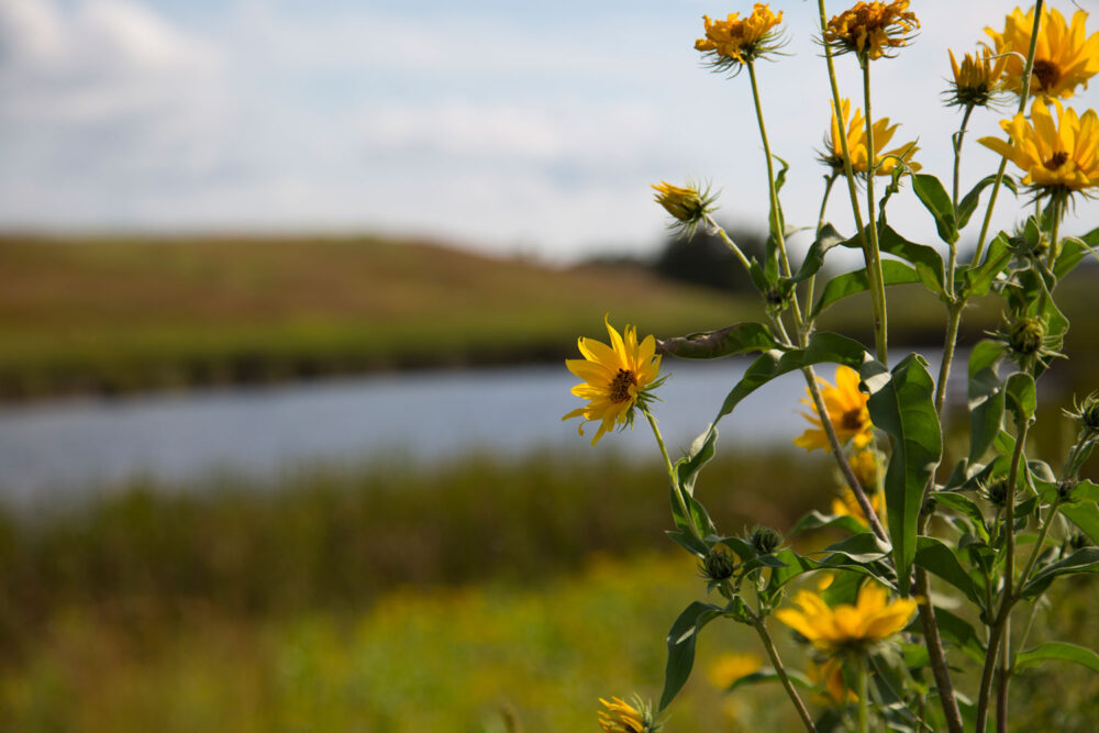 Wild yellow prairie sunflowers growing near Minnesota wetland under soft light