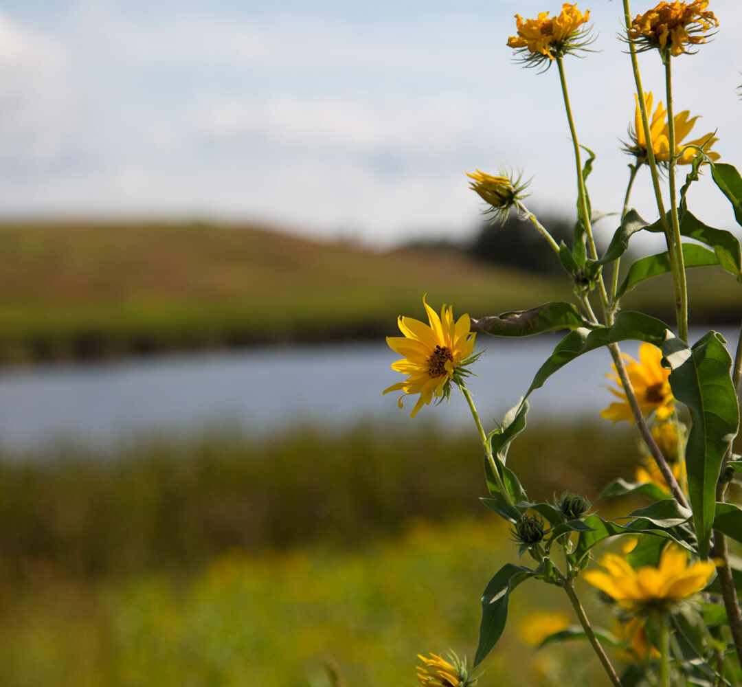 Wild yellow prairie sunflowers growing near Minnesota wetland under soft light