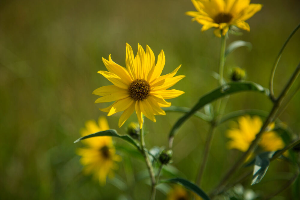 Golden Maximilian Sunflower - Maximilian Sunflower Fine Art - 1.25" Canvas or Paper Print
