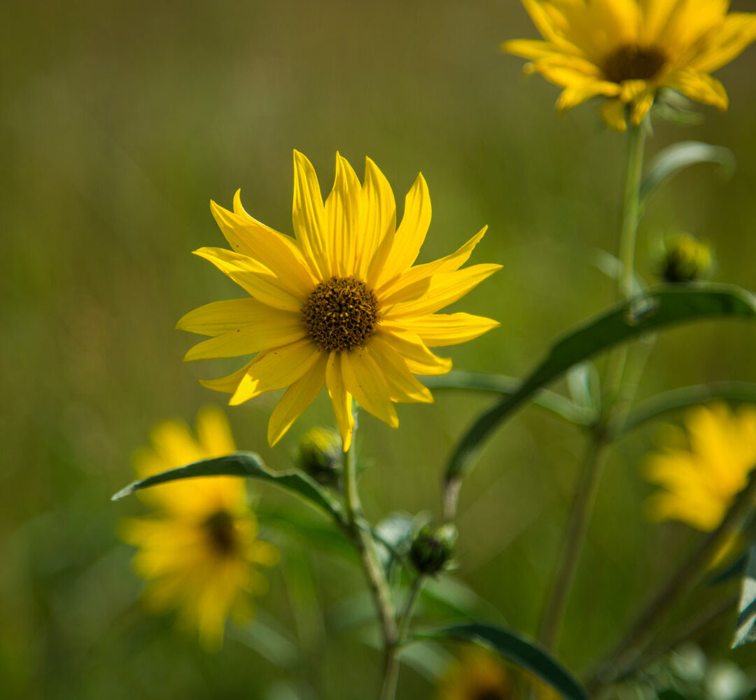 Golden Maximilian Sunflower - Maximilian Sunflower Fine Art - 1.25" Canvas or Paper Print