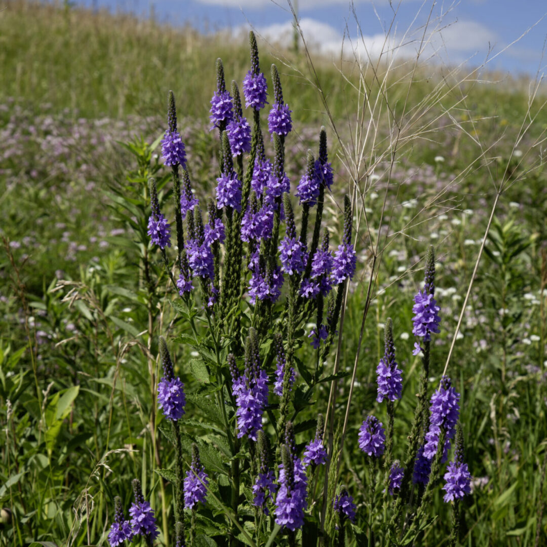 Purple Hoary Vervain Spires - Hoary Vervain Prairie Art - 1.25" Canvas or Paper Print