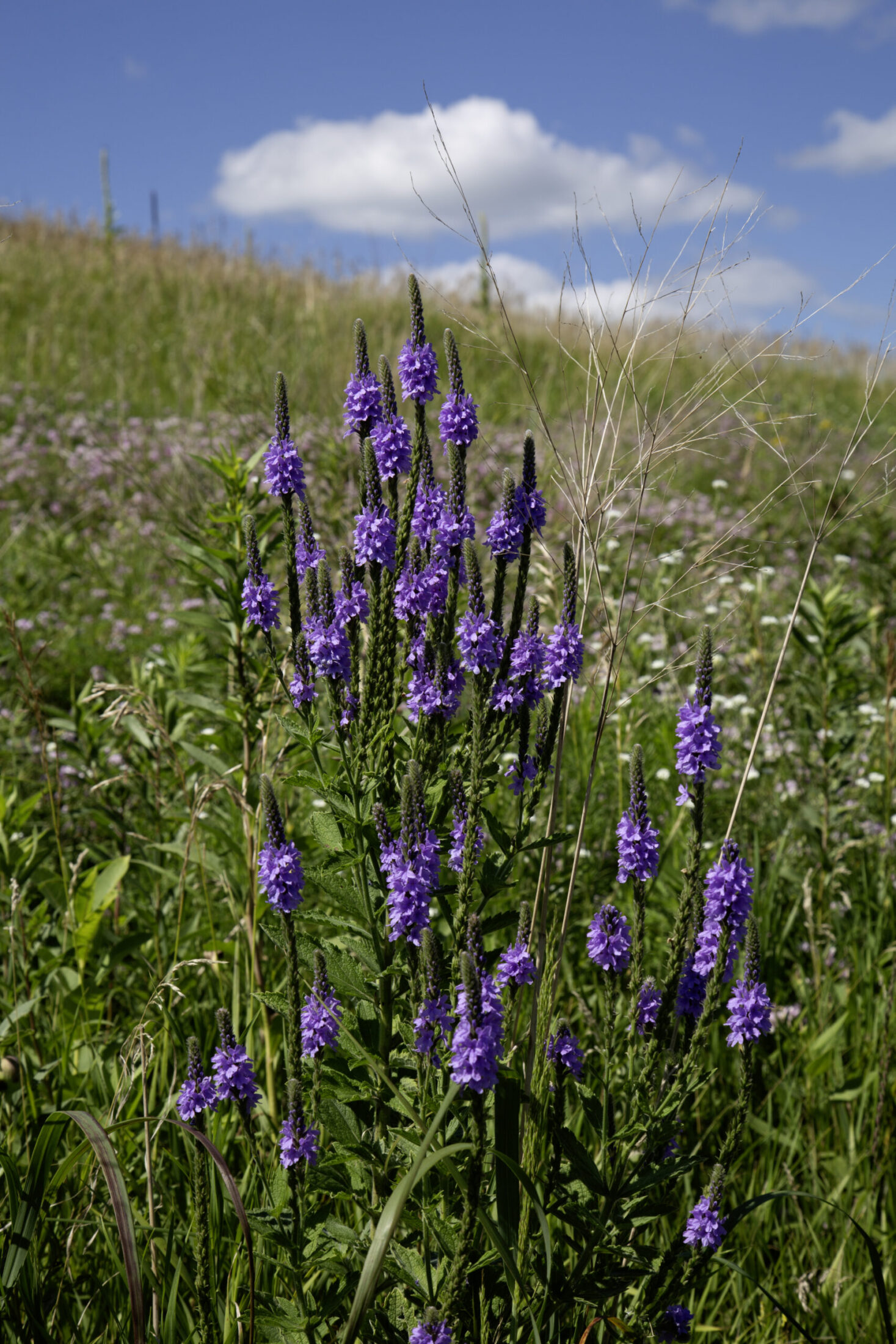 Native Prairie Flowers