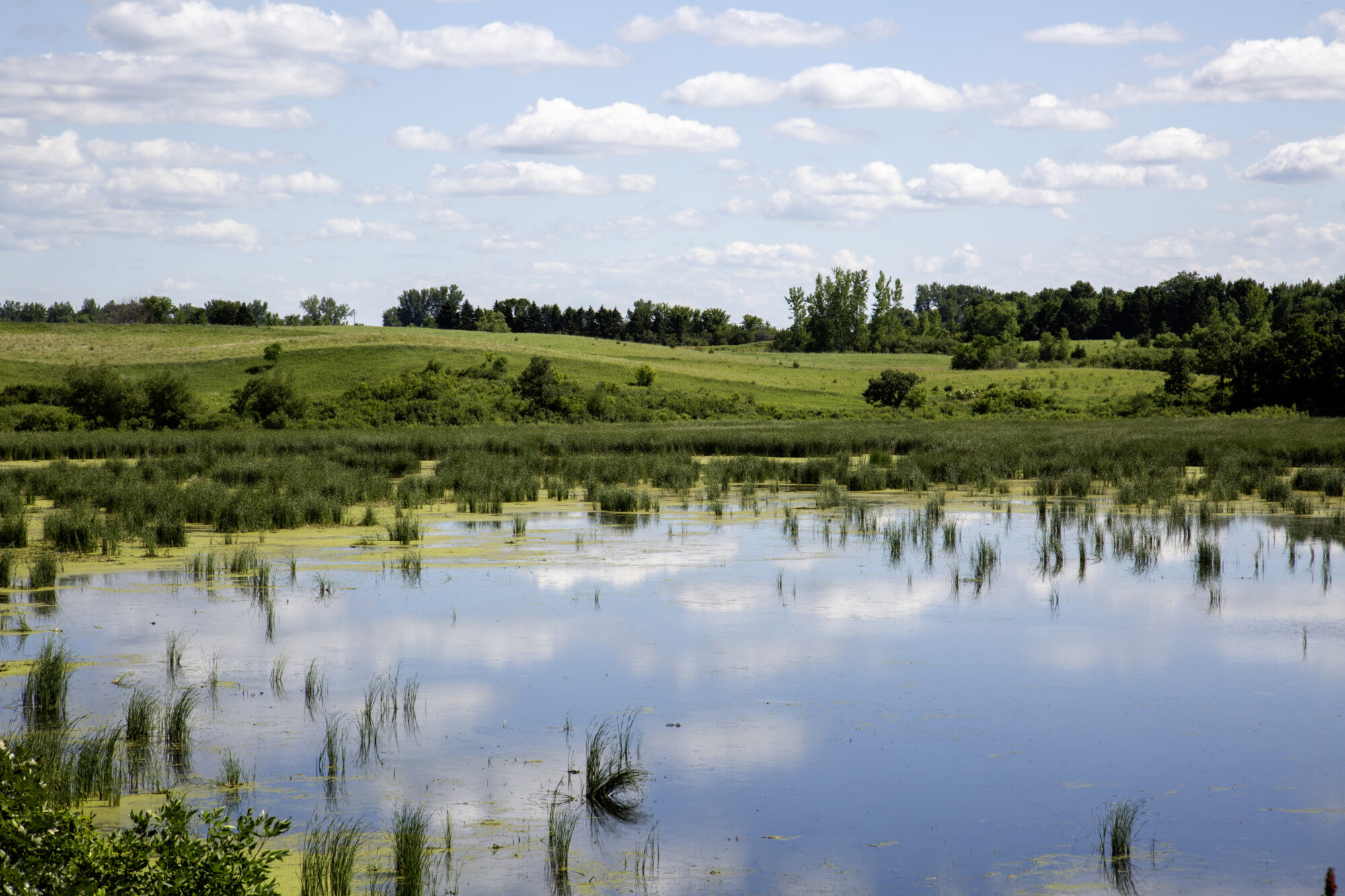 Minnesota prairie wetlands with calm water, green grasses, and cloud reflections under open blue sky