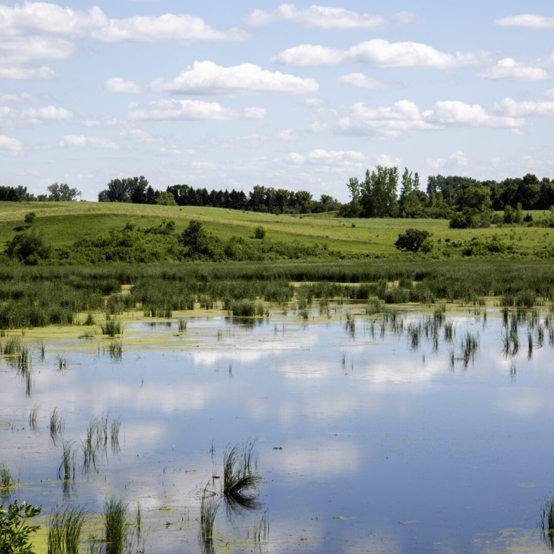 Minnesota prairie wetlands with calm water, green grasses, and cloud reflections under open blue sky