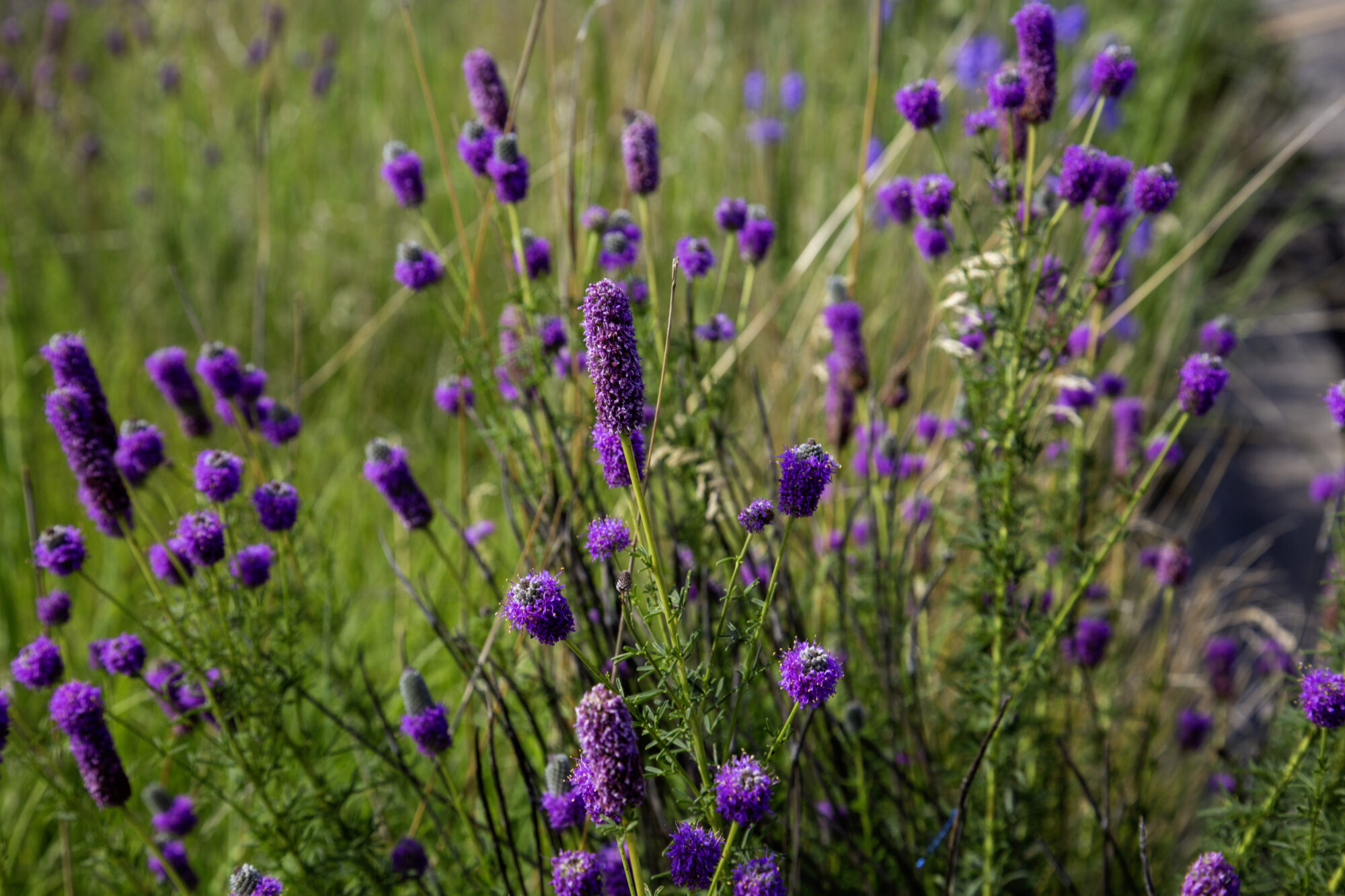 Purple prairie clover wildflowers blooming in Minnesota prairie with green grass background