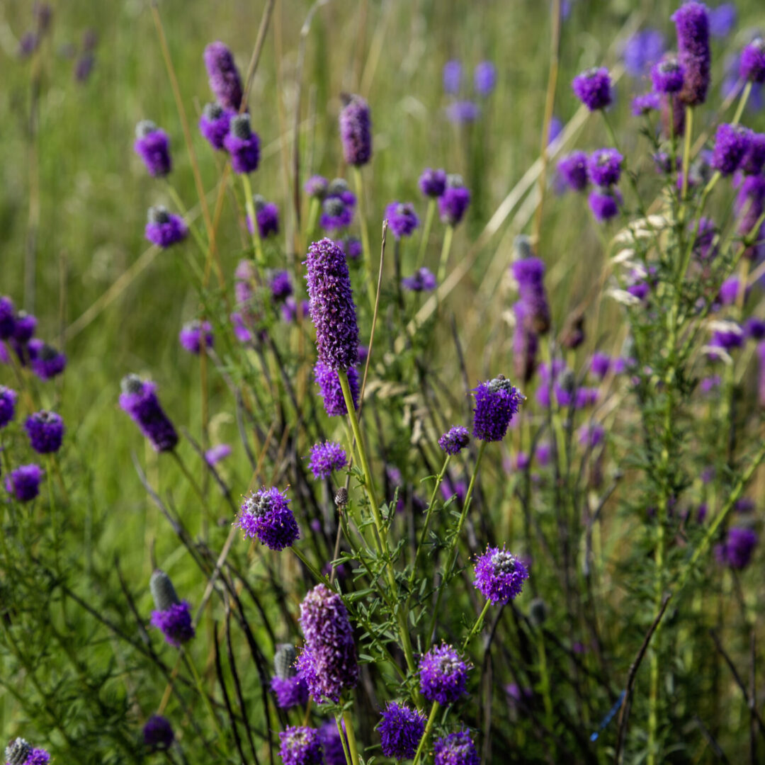 Purple prairie clover wildflowers blooming in Minnesota prairie with green grass background