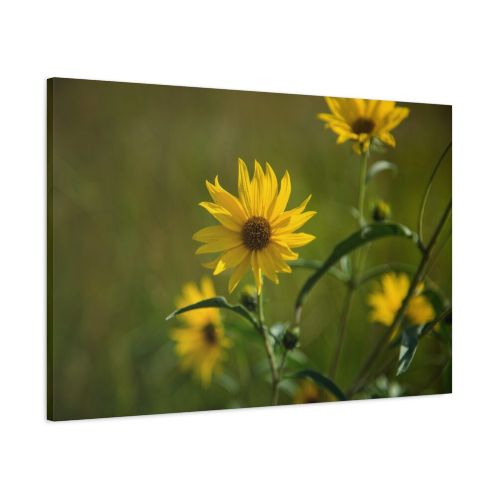 Golden Maximilian Sunflower canvas print sideview