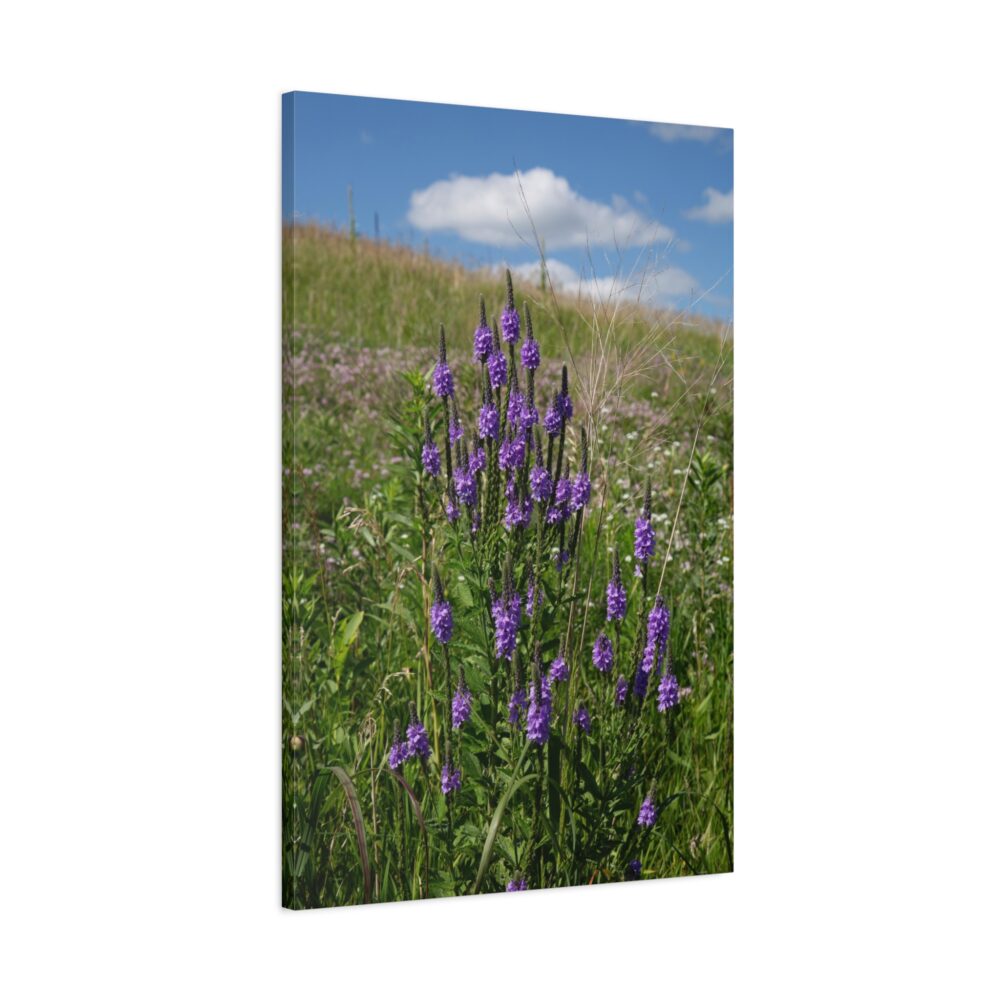 Hoary Vervain Spires Canvas Sideview