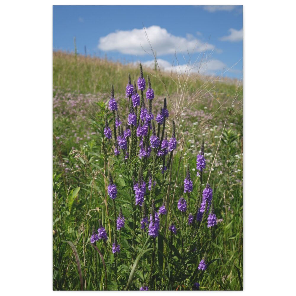 Hoary Vervain Spires art print