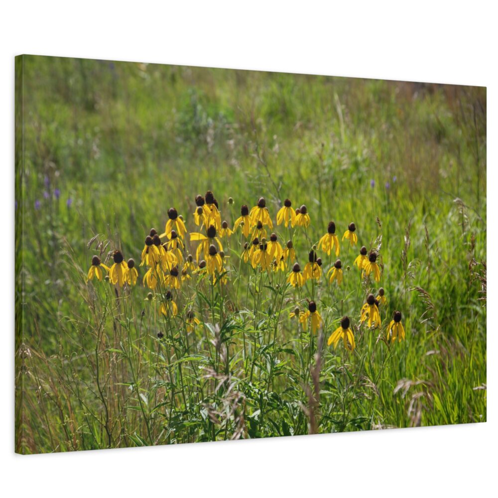 Yellow Coneflower - Native Prairie Wildflower Sideview of Canvas Print