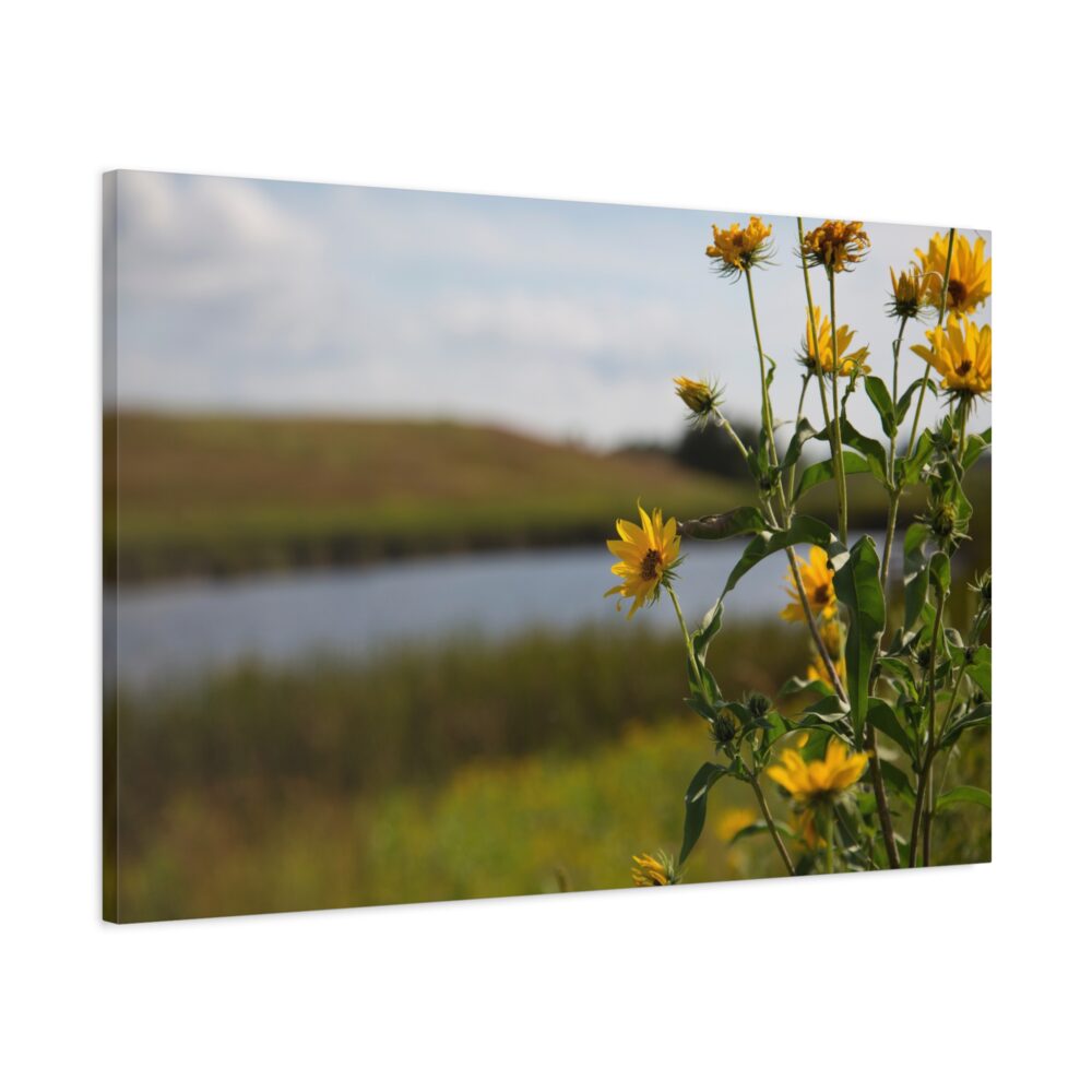 Prairie Sunflower at Wolf Lake - Minnesota Wildflower Print - Canvas Print, 36" x 24"
