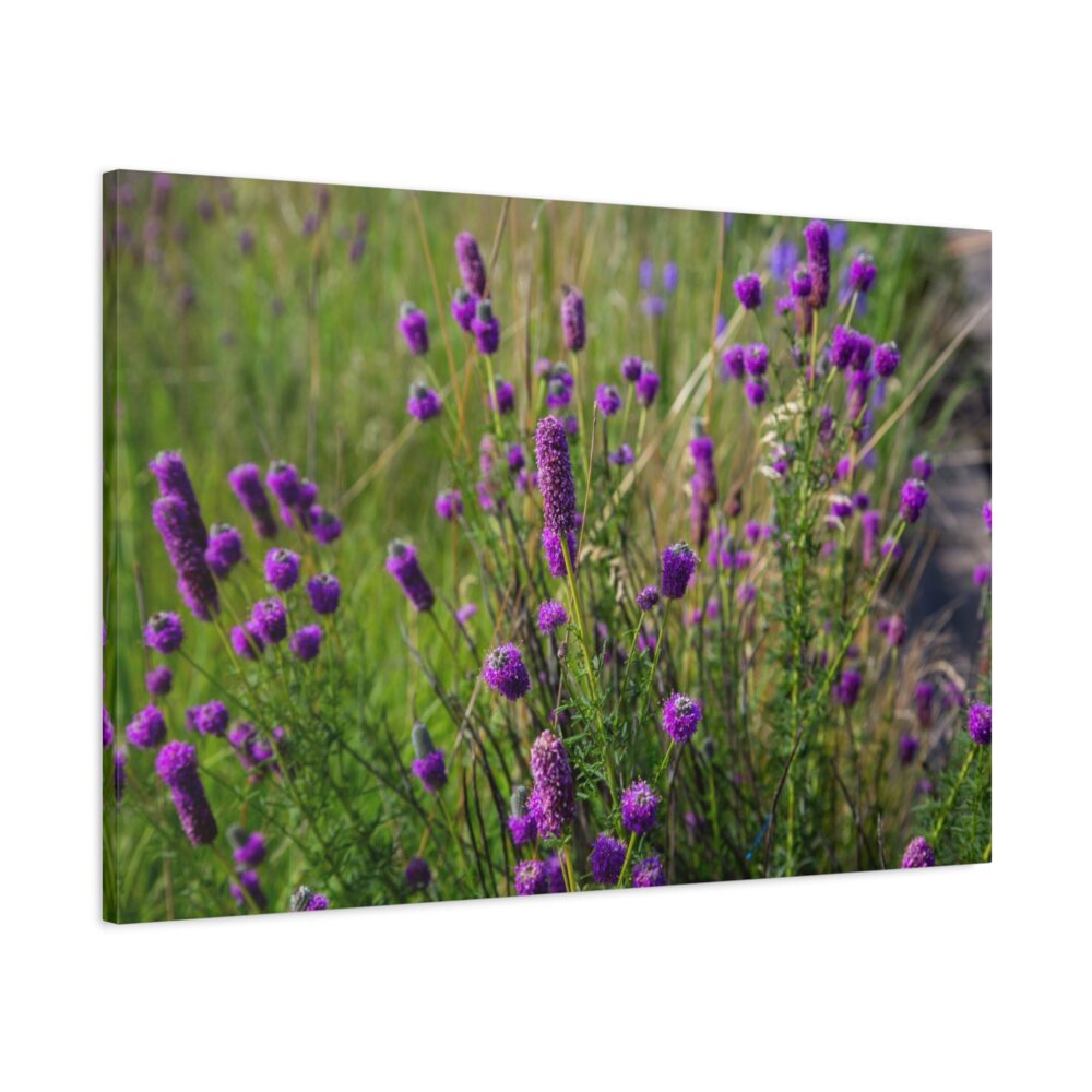 Purple Prairie Clovers - Minnesota Native Wildflower Print - Canvas Print, 36" x 24"