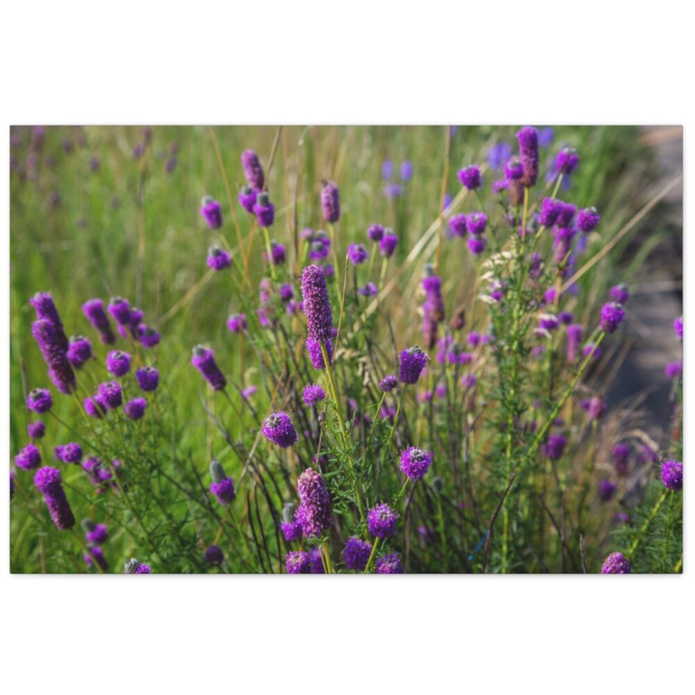 Purple Prairie Clovers - Minnesota Native Wildflower Print