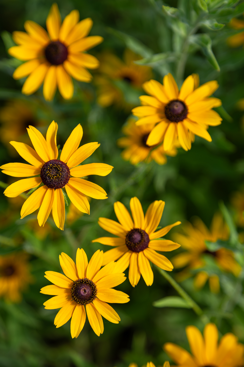 Photography Art Gallery