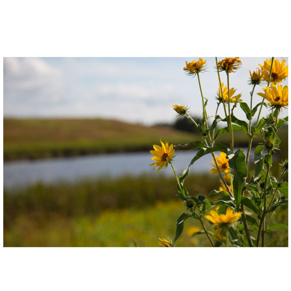 Prairie Sunflowers at Wolf Lake, the vivid yellow blooms draw your eye in while the blue wetland quietly fill the frame behind them.