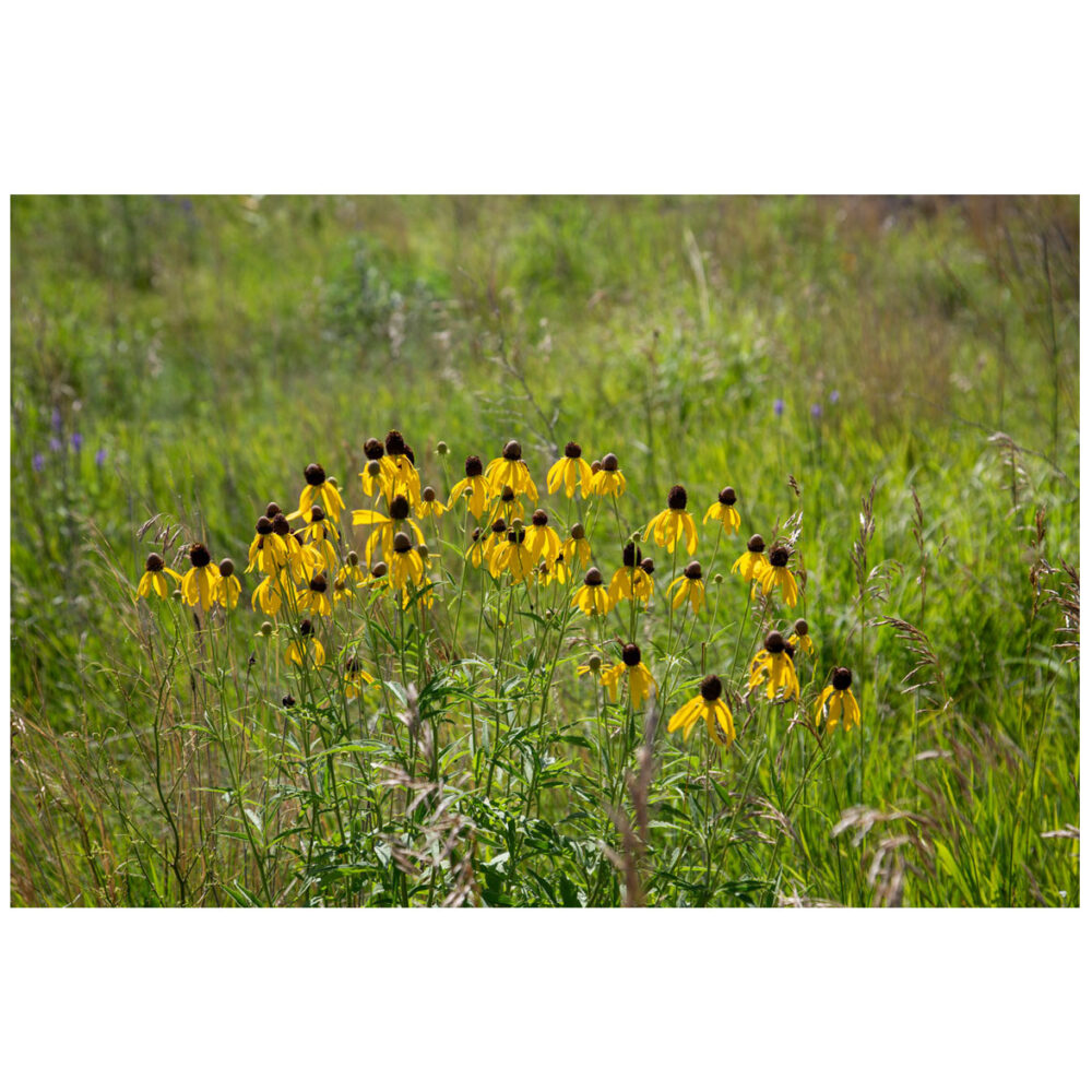 Yellow Coneflower - Native Prairie Wildflower Print, Southwestern Minnesota
