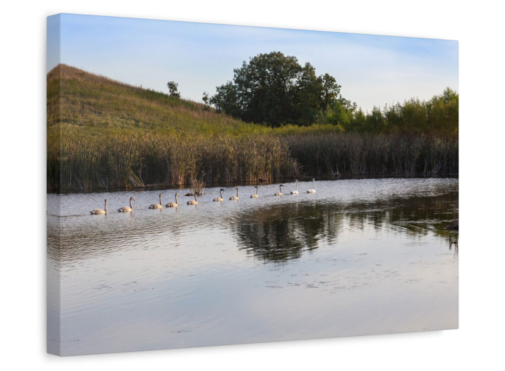 Minnesota Wetland Nature Canvas Art Print - Sideview - Trumpeter Swans