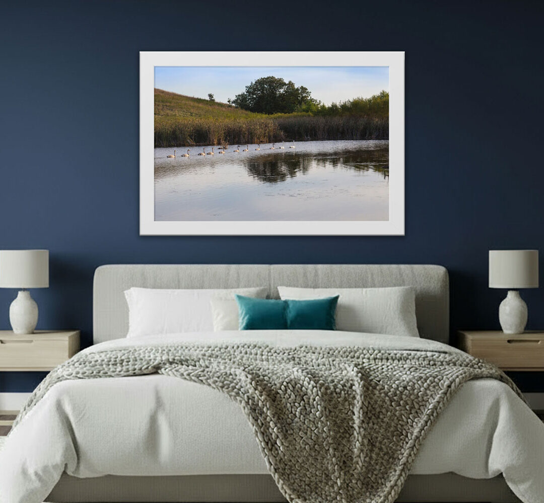Minnesota Wetland Nature Art – Eleven Trumpeter Swans Minnesota Wetland Nature Art Matte Paper Print Above Master bed