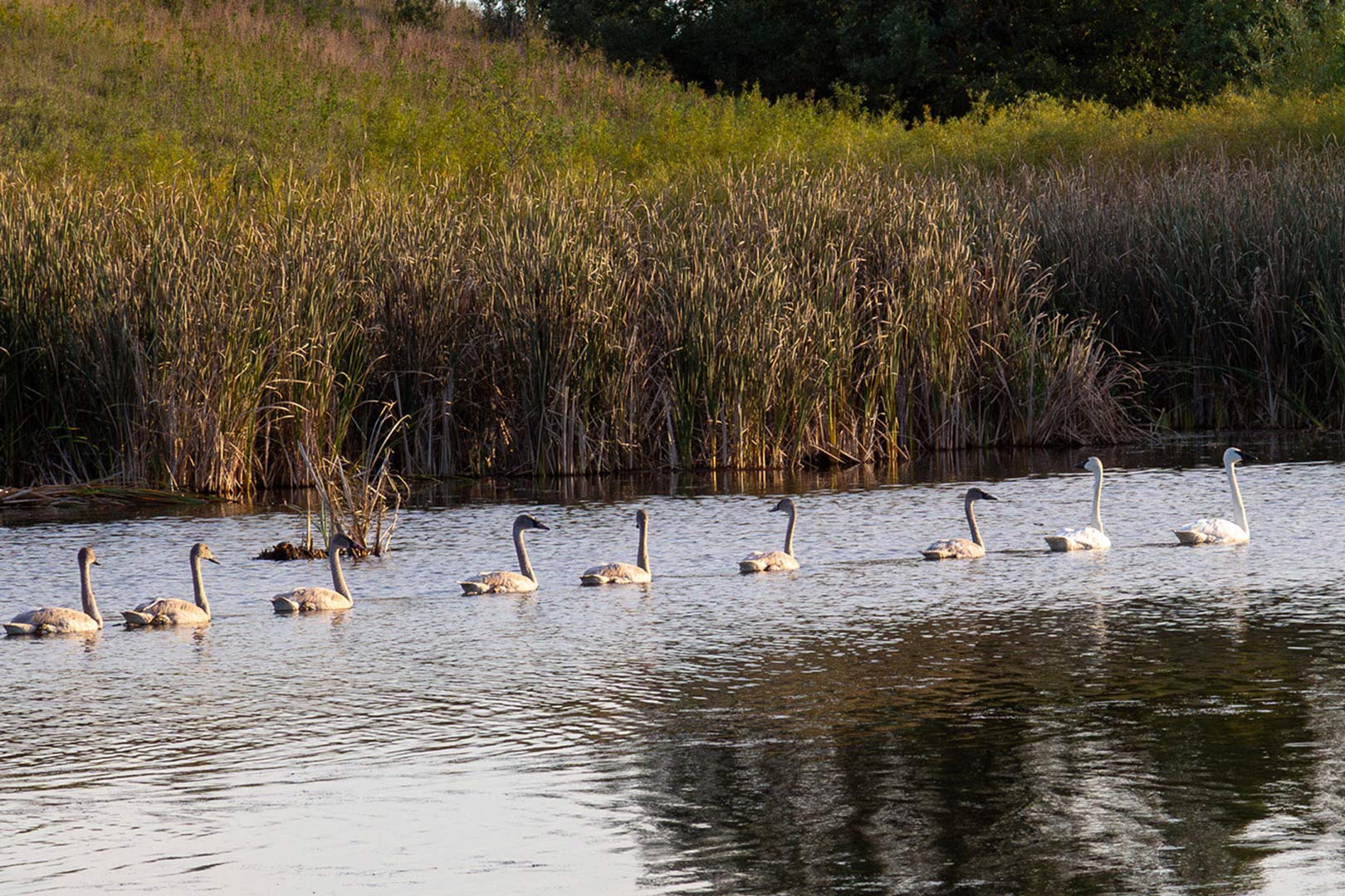 Minnesota Wetland Nature Art - Eleven Trumpeter Swans details