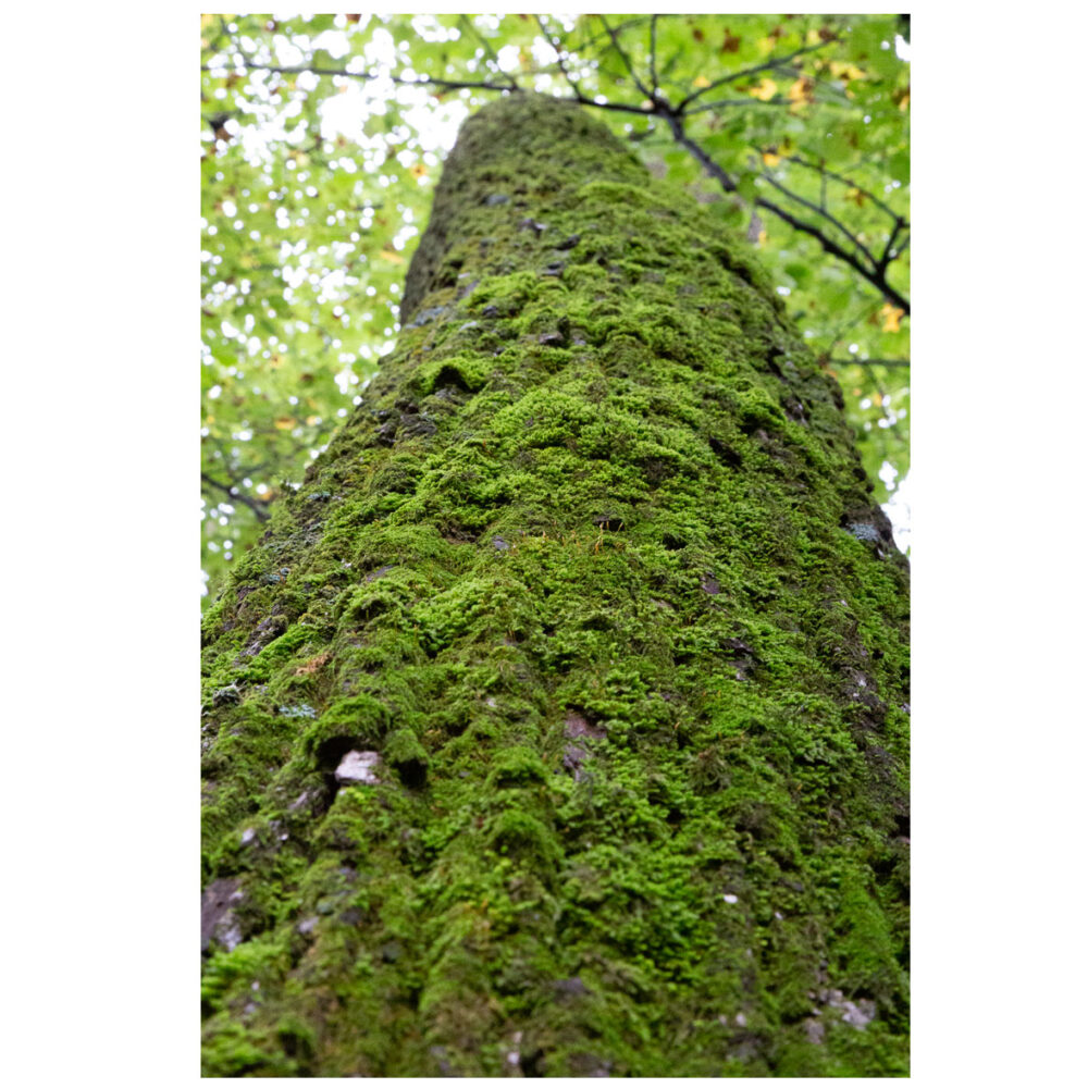 Tree Moss and Sky