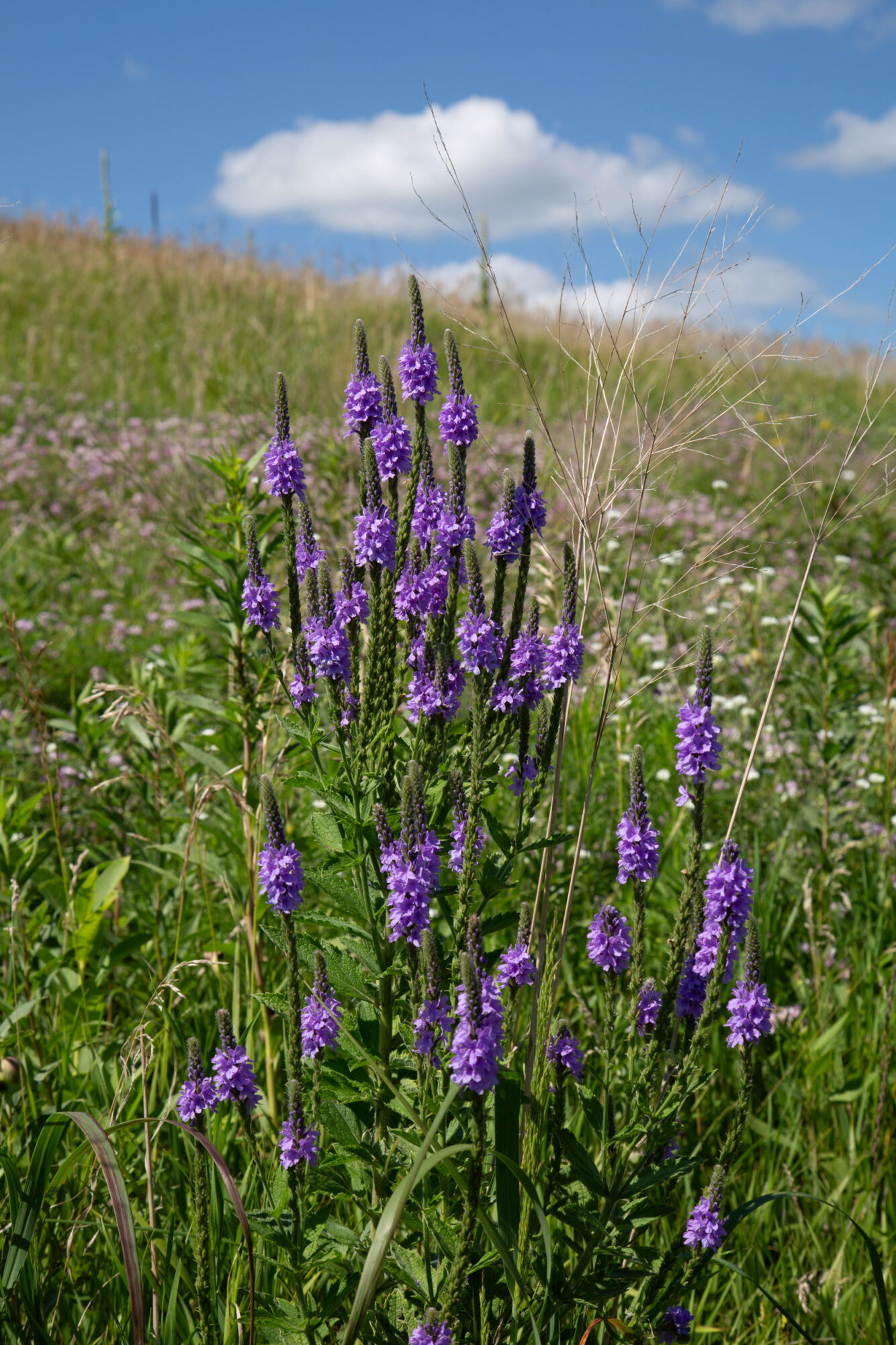 Purple Hoary Vervain Wildflowers in Grassland Prairie