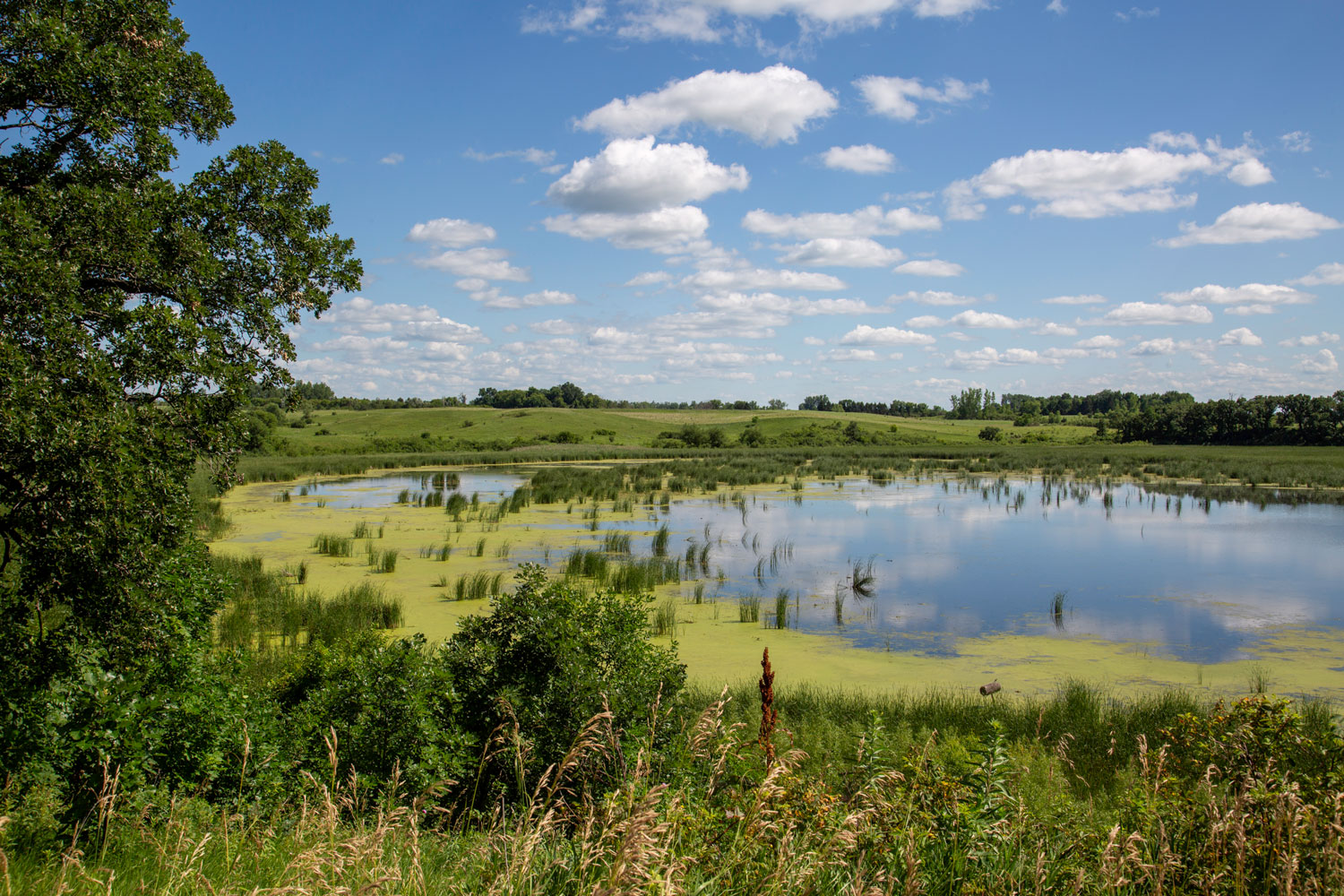 Wetlands Water Reeds Open water reflects the blue sky