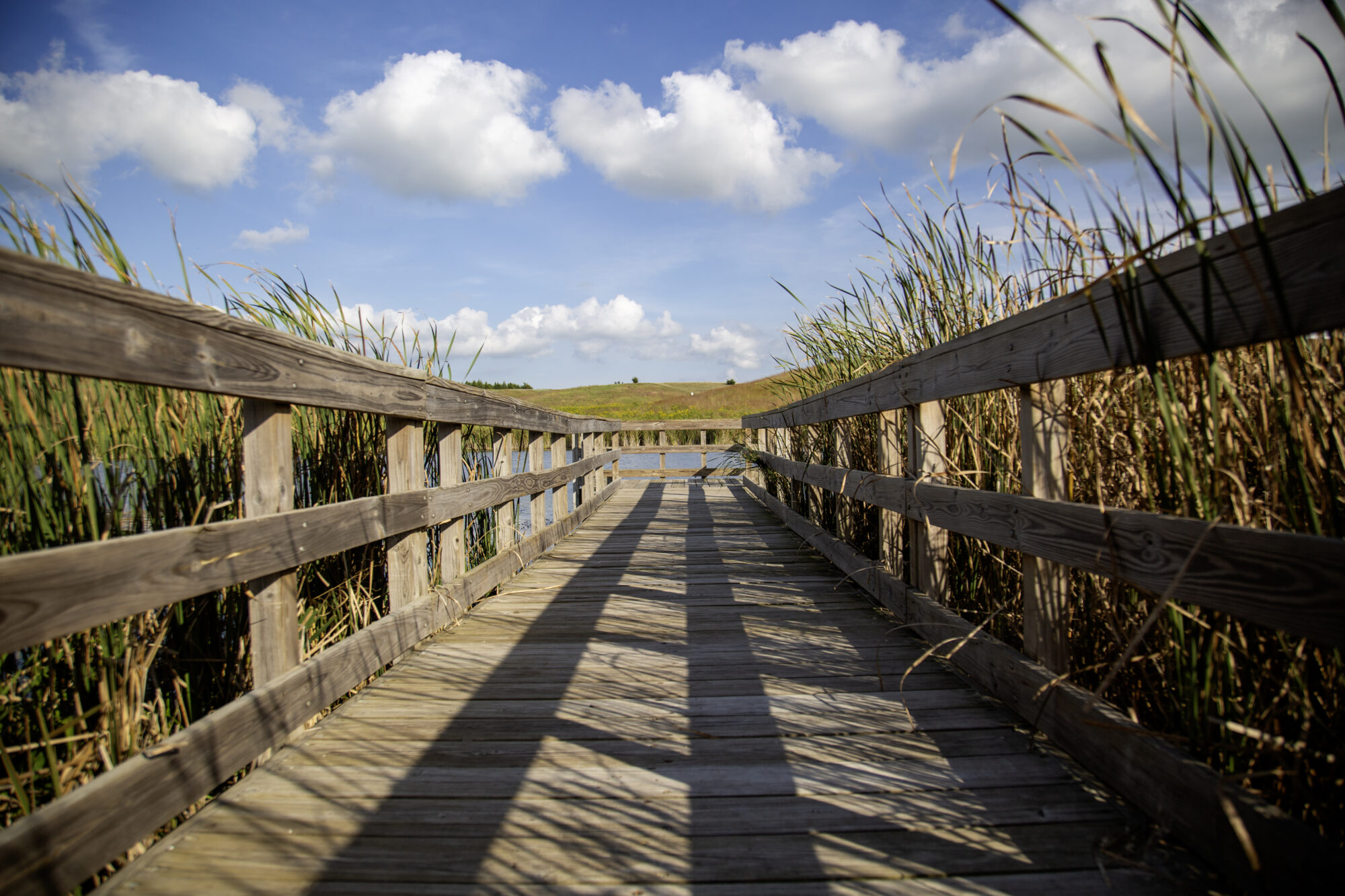 Floating dock wooden pier from an interesting perspective with tall reeds, shadows, and a blue sky.