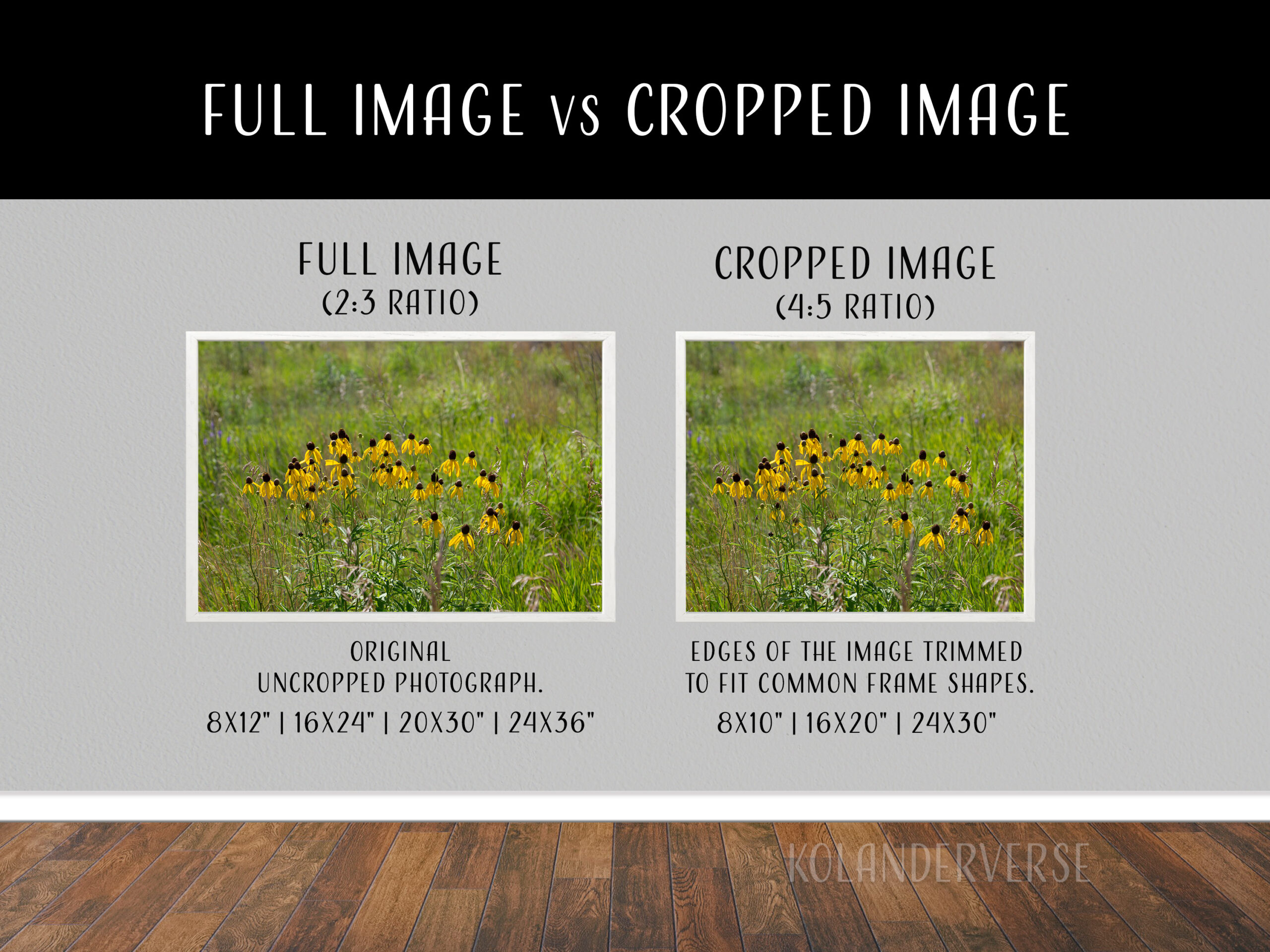 Yellow Coneflowers Photograph, Minnesota Wildflowers Wall Art 8 Yellow Coneflowers Photograph, Minnesota Wildflowers Wall Art - Image 8