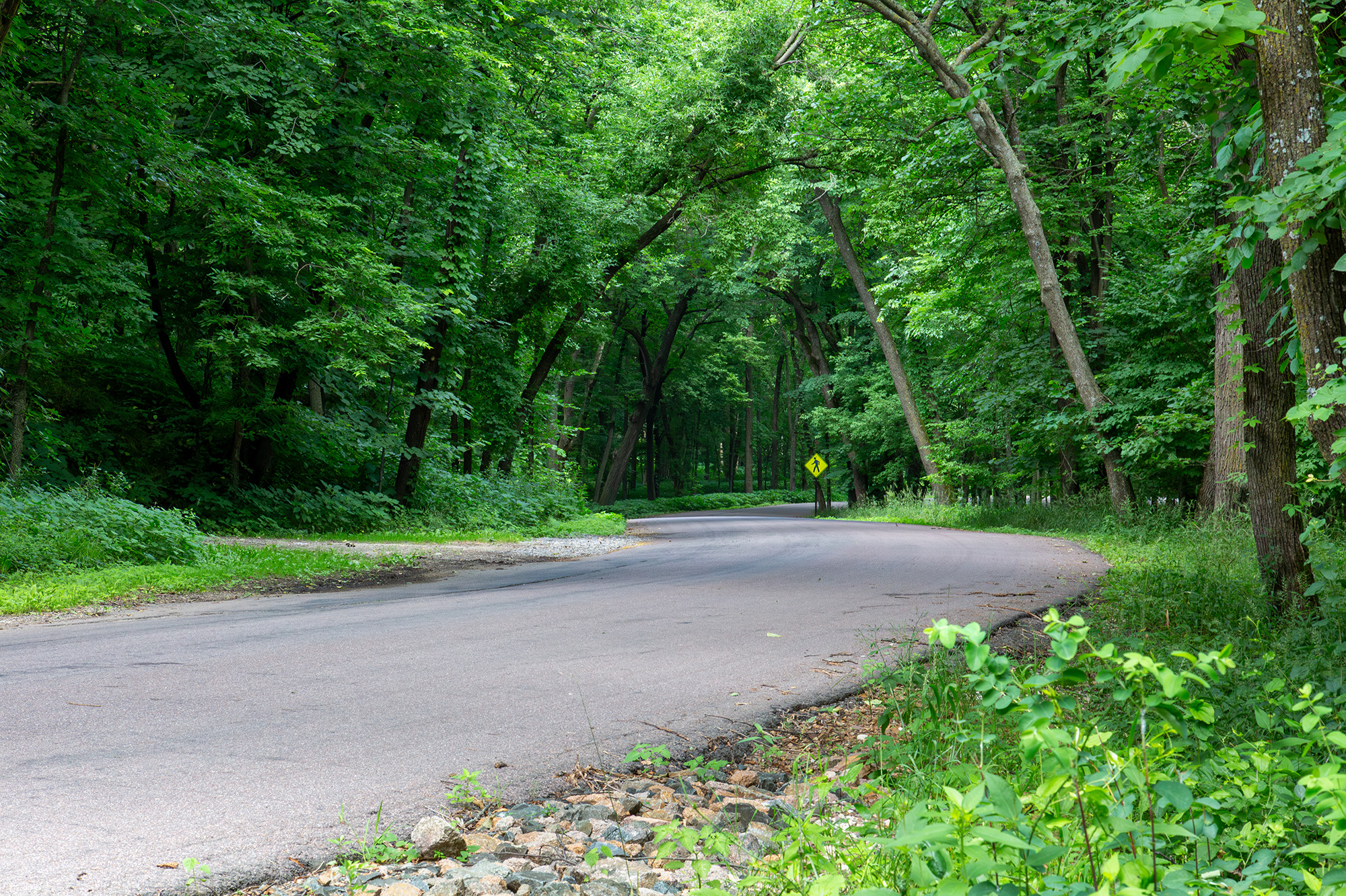 Ramsey Park Redwood Falls 17 A curved road going through the dense trees with a yellow pedestrian crossing sign ahead.