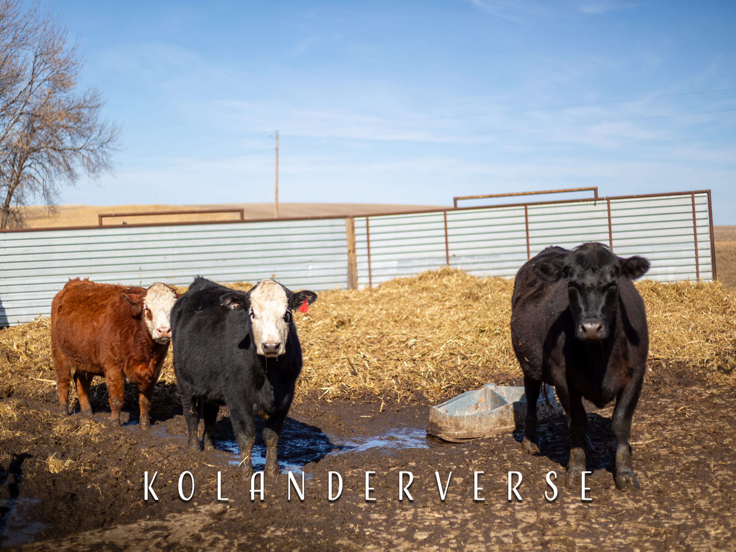 Cow Wall Art, Minnesota Farm Photo Print for Farmhouse Decor