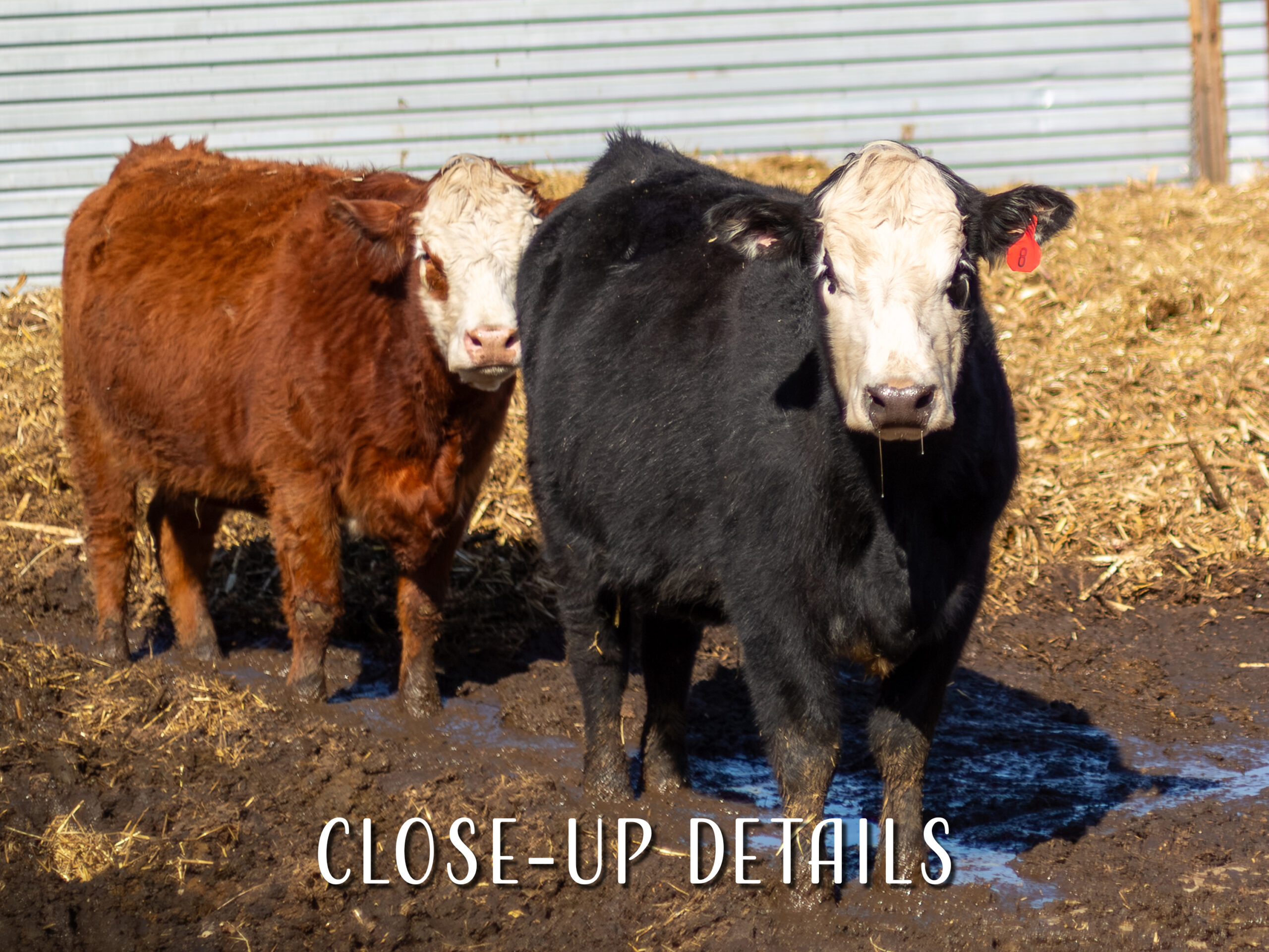 Cow Wall Art, Minnesota Farm Photo Print for Farmhouse Decor 6 Cow Wall Art, Minnesota Farm Photo Print for Farmhouse Decor - Image 6