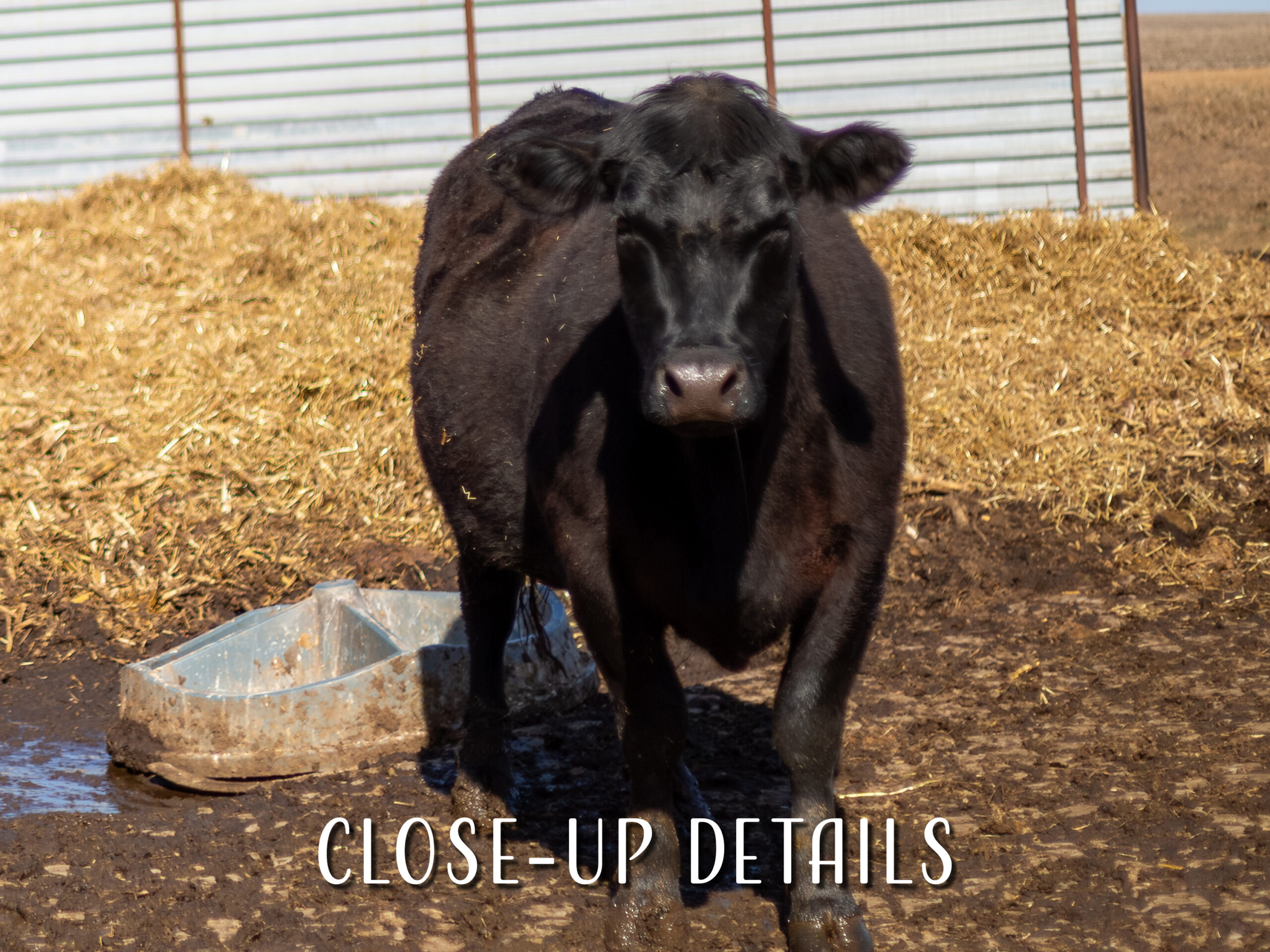 Cow Wall Art, Minnesota Farm Photo Print for Farmhouse Decor 7 Cow Wall Art, Minnesota Farm Photo Print for Farmhouse Decor - Image 7